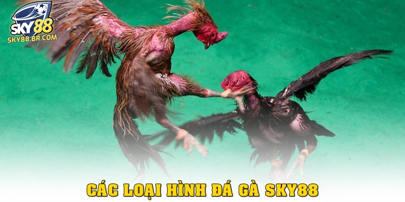 Các loại hình đá gà Sky88