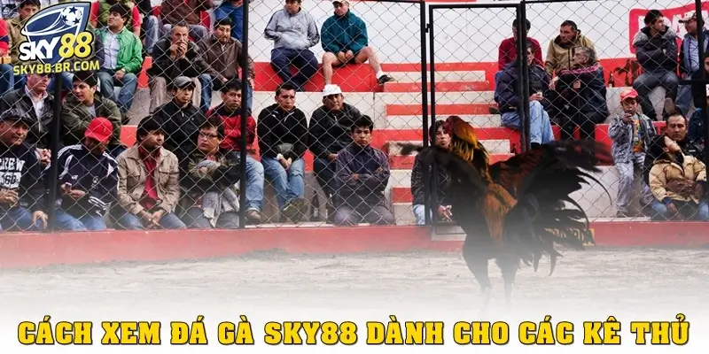 Cách xem đá gà Sky88 dành cho các kê thủ