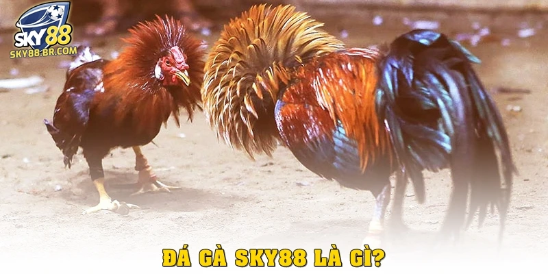 Đá gà Sky88 là gì?