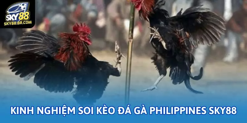 Kinh nghiệm soi kèo đá gà Philippines Sky88