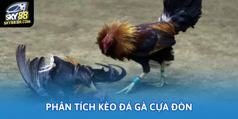 Phân tích kèo đá gà cựa đòn để thấy đâu là trận đáng xuống tiền?