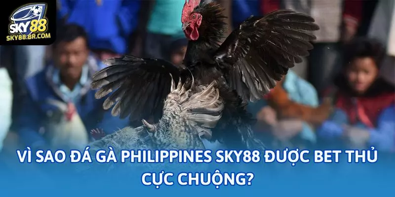 Vì sao đá gà Philippines Sky88 được bet thủ cực chuộng?